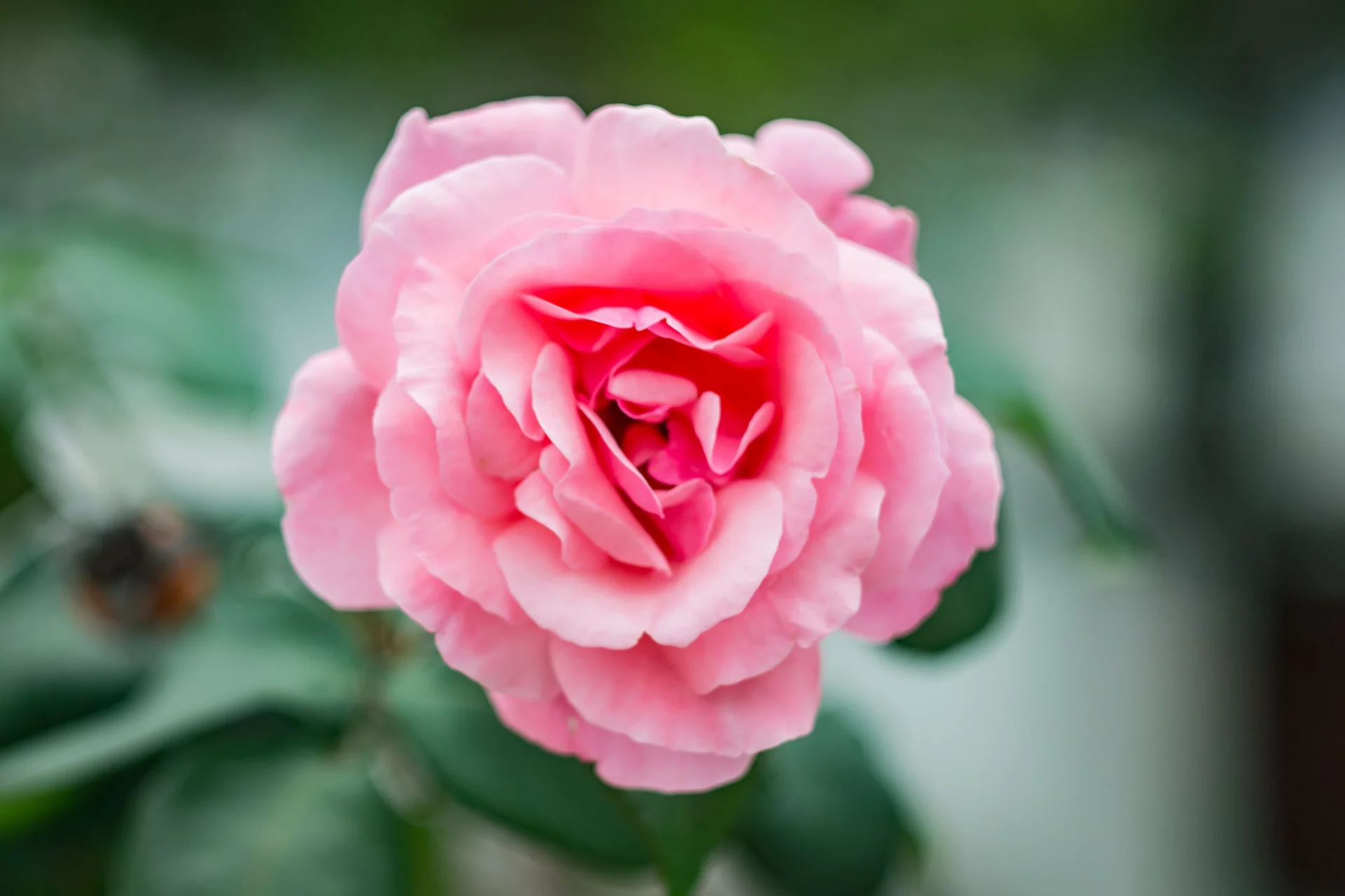 The Power of Fenugreek and Damask Rose for Women's Health and Hormonal Balance