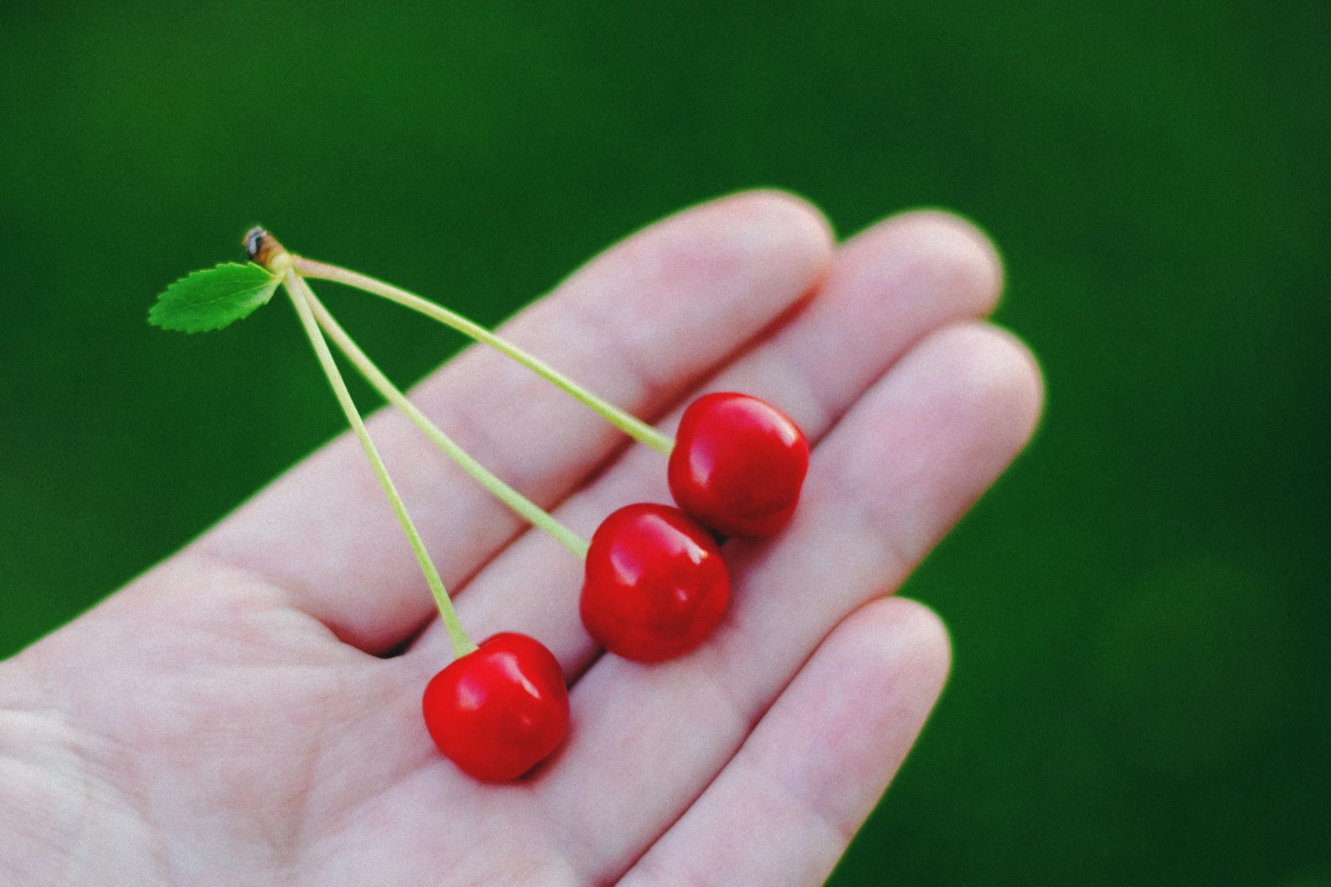The Power of Botanical Extracts for Microcirculation and Lightness of Movement