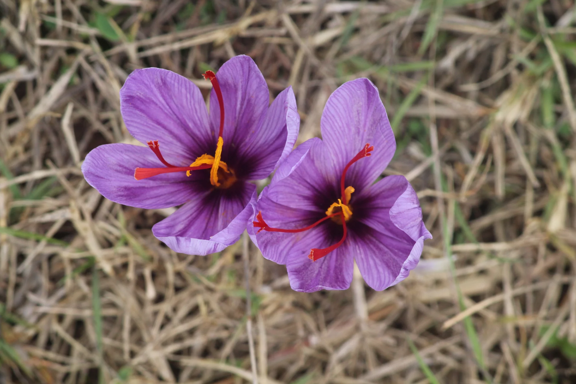 The Power of Saffron and Myo-Inositol for Stress Relief and Emotional Balance