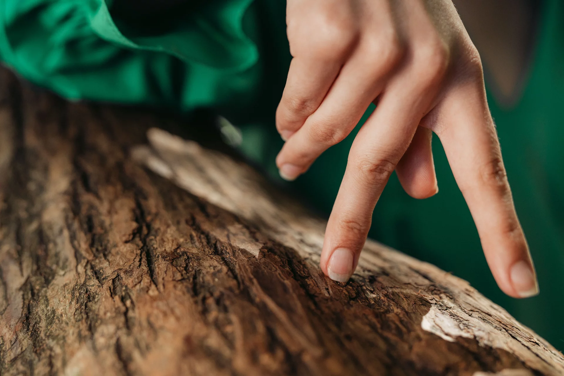 The Power of Cat's Claw and Green Tea for a Strong Immune System